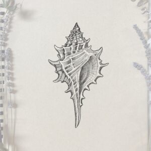 Conch shell